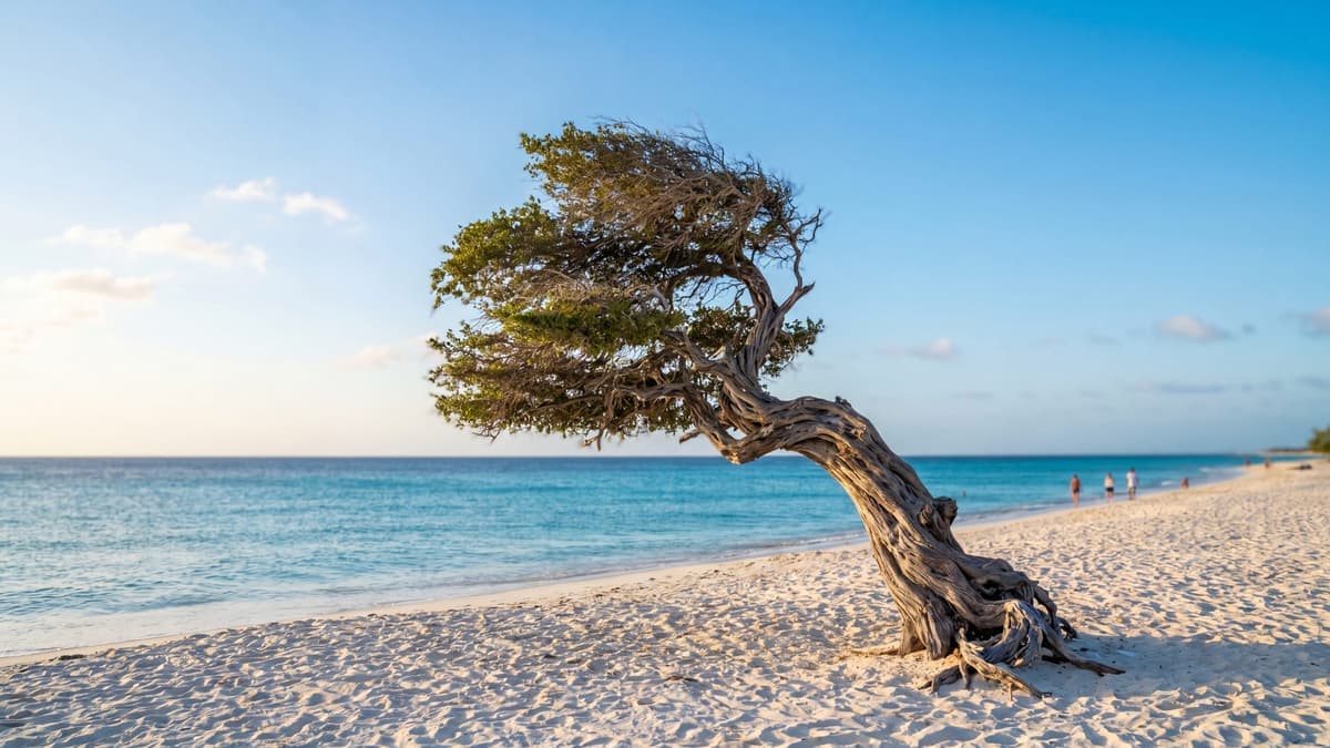A lone divi-divi tree on Eagle Beach, Aruba, permanently bent southwest by the trade winds