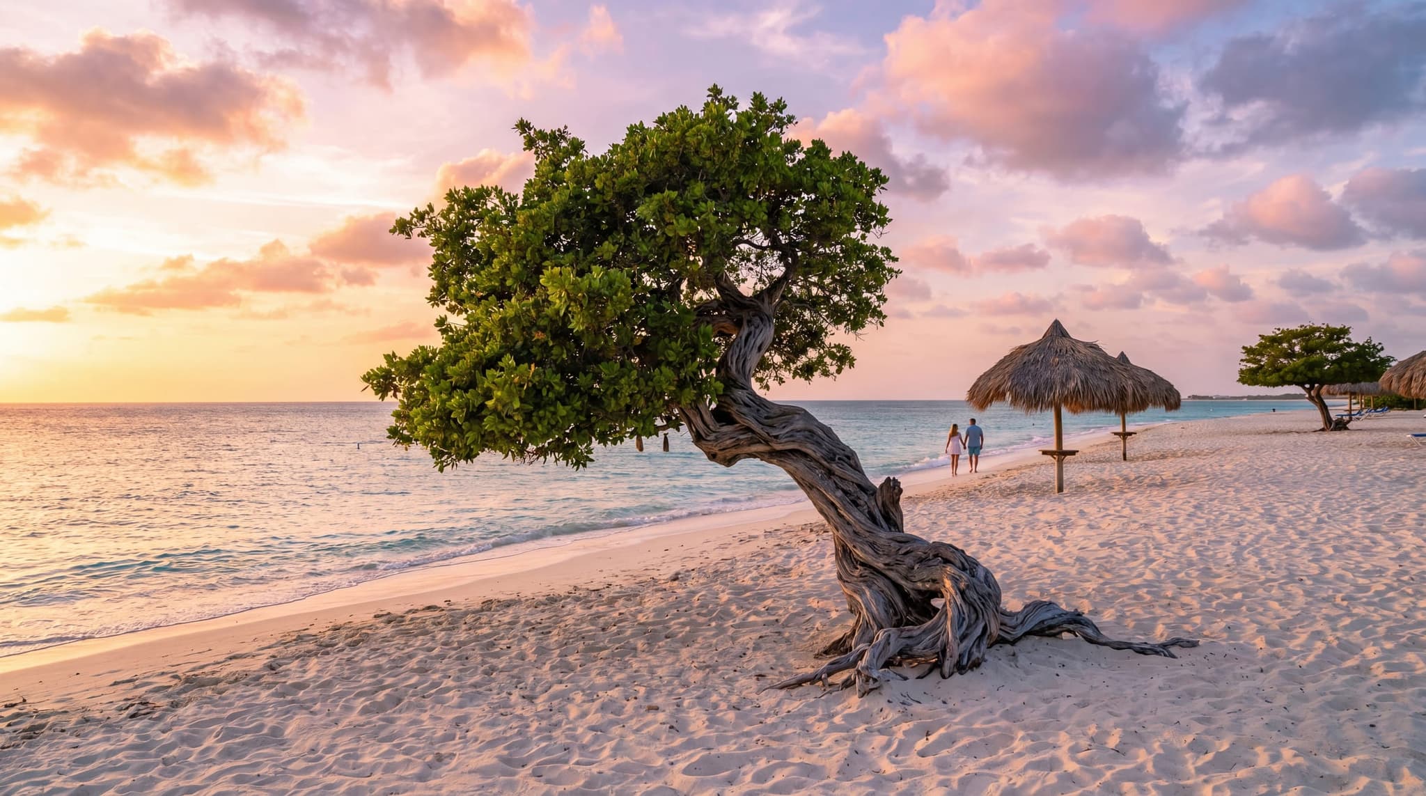 A fofoti tree leaning over the white sand and turquoise water of Eagle Beach, Aruba